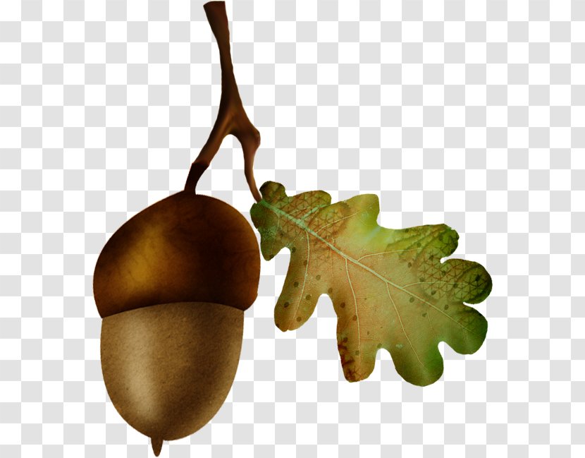 Acorn Oak Nut Fruit - Electric Potential Transparent PNG