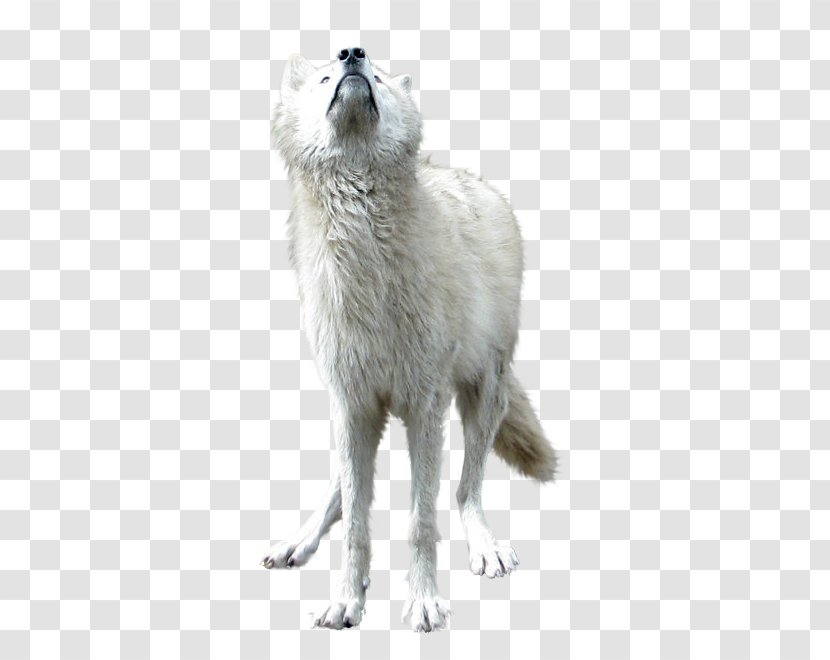 Gray Wolf Download - Preview - White Transparent PNG