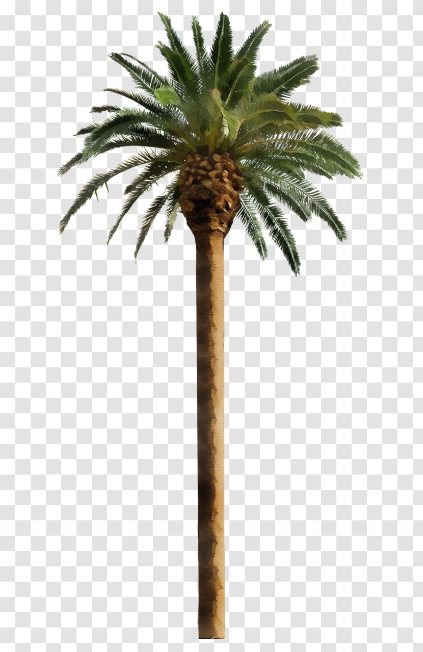 Palm Tree - Plant - Fruit Stem Transparent PNG