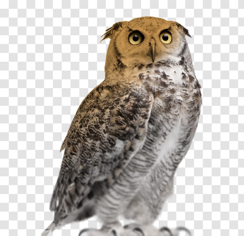 Great Horned Owl Eurasian Eagle-owl Stock Photography Snowy - Falcon Transparent PNG