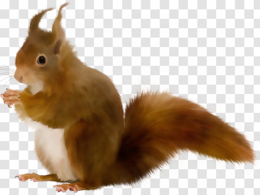 Eurasian Red Squirrel Tail Whiskers Fawn Transparent PNG