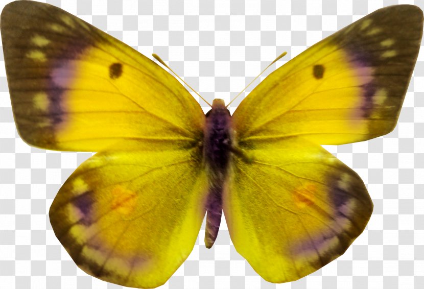 Butterfly Clip Art - Colorful Transparent PNG