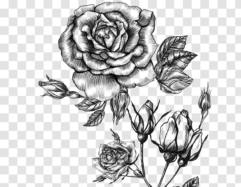Garden Roses Perfume Floral Design Sketch Tapestry - Visual Arts Transparent PNG