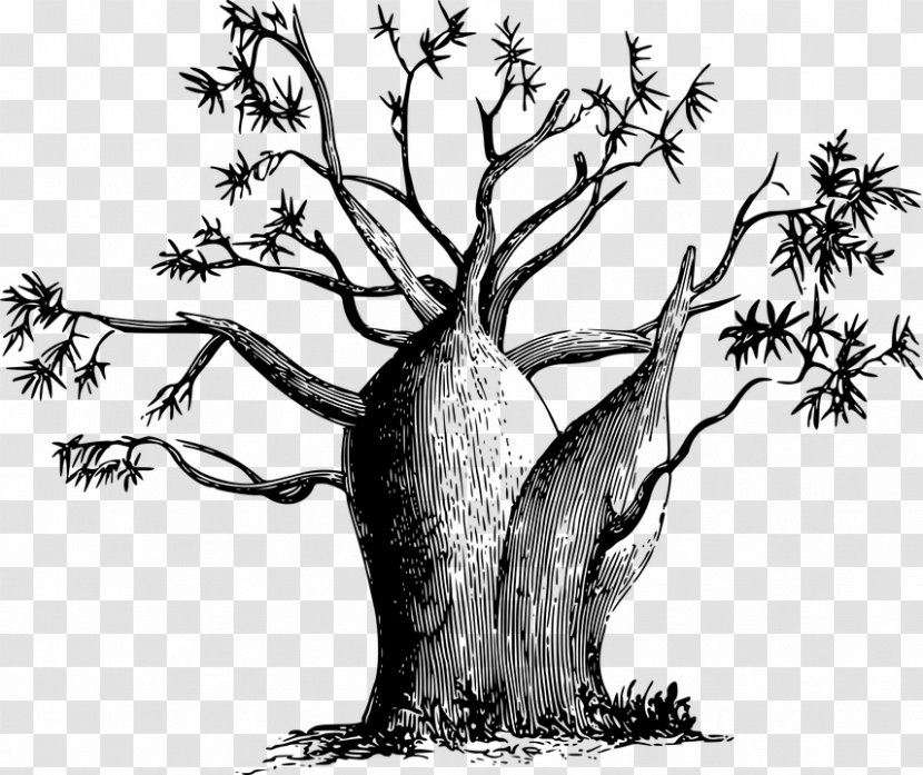 Tree Trunk Drawing - Blackandwhite - Vascular Plant Transparent PNG