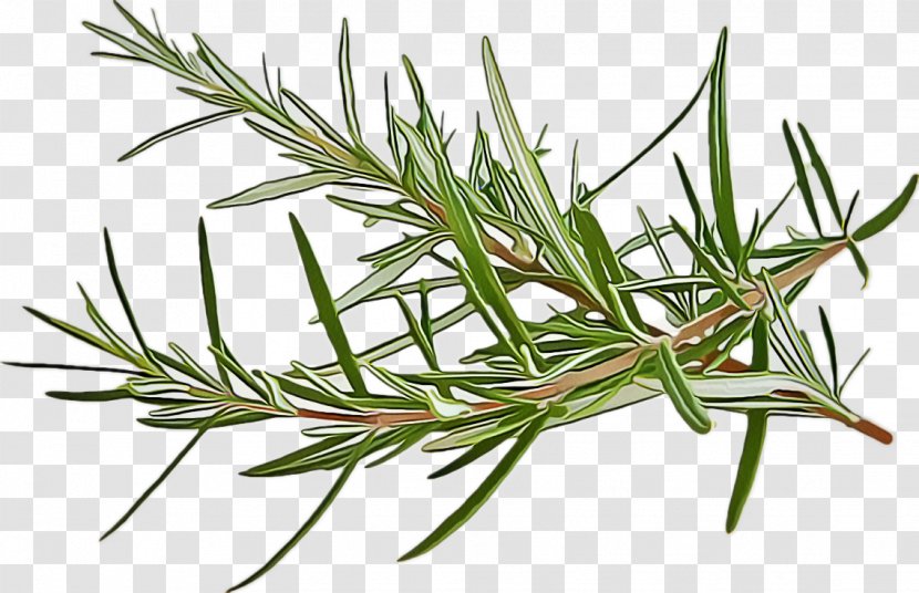 Rosemary - Shortstraw Pine - Grass Lodgepole Transparent PNG