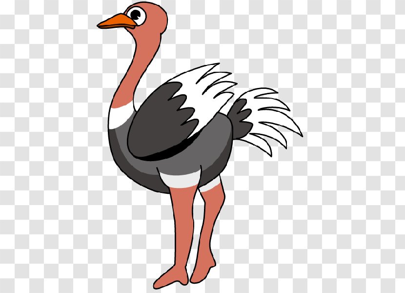 Common Ostrich Clip Art - Chicken - Ducks Geese And Swans Transparent PNG