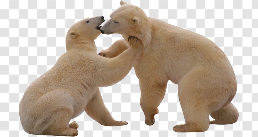 Polar Bear, What Do You Hear? - Bear Transparent PNG