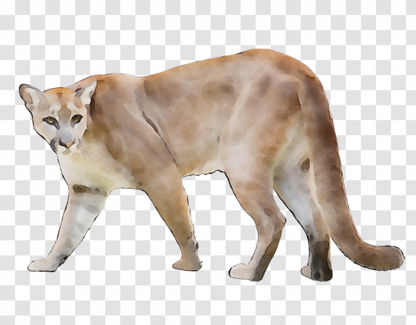 Whiskers Cougar Cat Terrestrial Animal Fauna - Figurine Transparent PNG