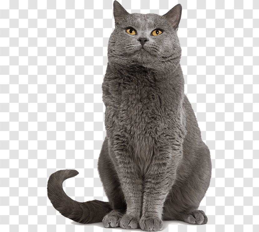 Chartreux Dog Kitten Puppy Cat Food Transparent PNG