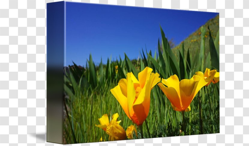 Tulip Meadow Ecoregion Wildflower Desktop Wallpaper - Yellow - Poster Green Transparent PNG