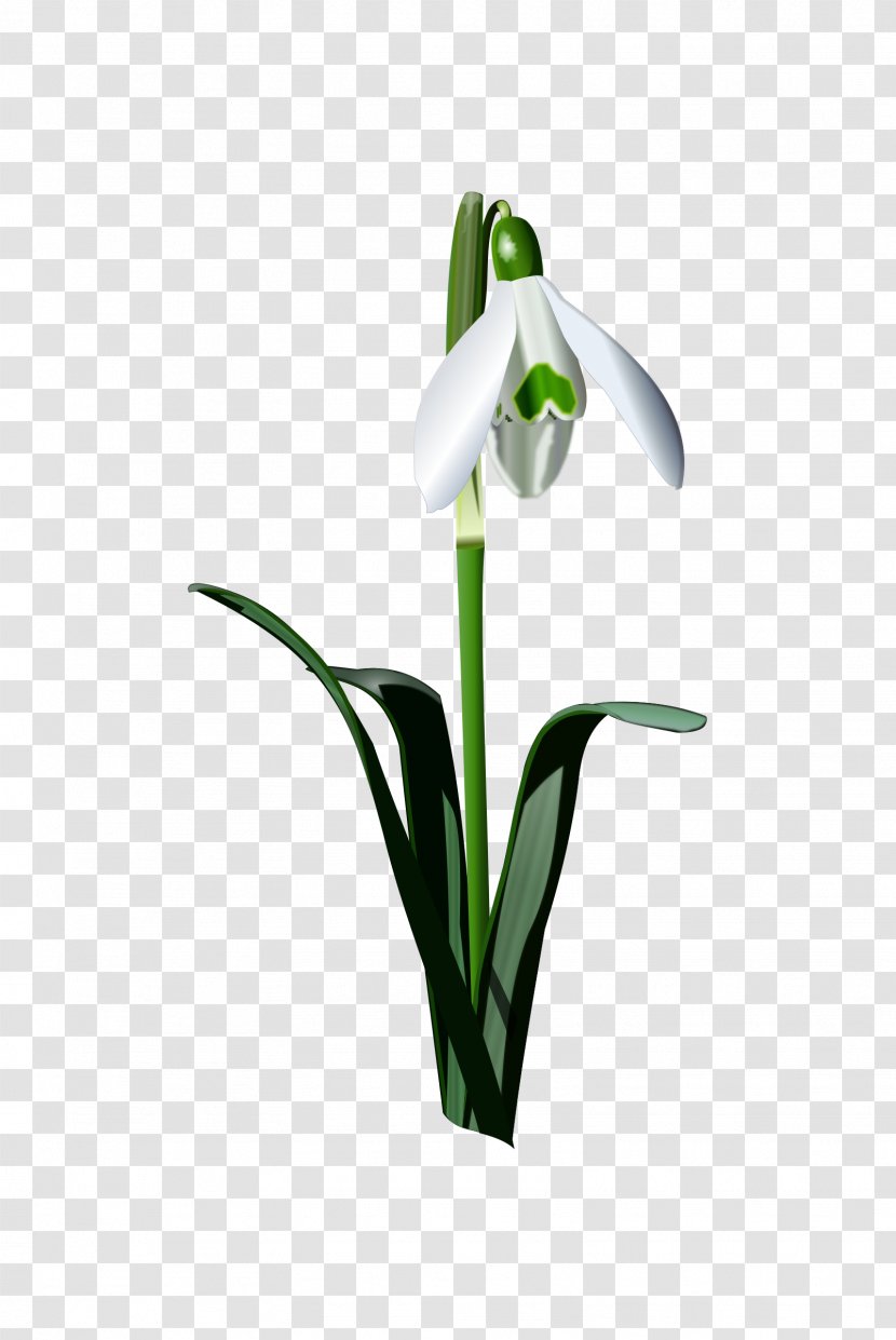 Snowdrop Flower Bulb Clip Art - Royaltyfree Transparent PNG