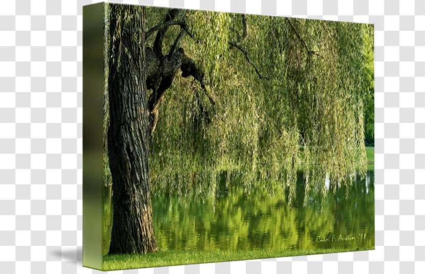 Trunk Tree Weeping Willow Woodland Imagekind - Forest Transparent PNG