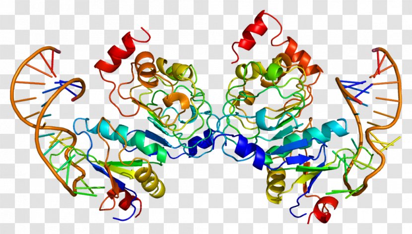 SNRPB2 Ribonucleoprotein SNRPA1 Gene - Cartoon - Frame Transparent PNG