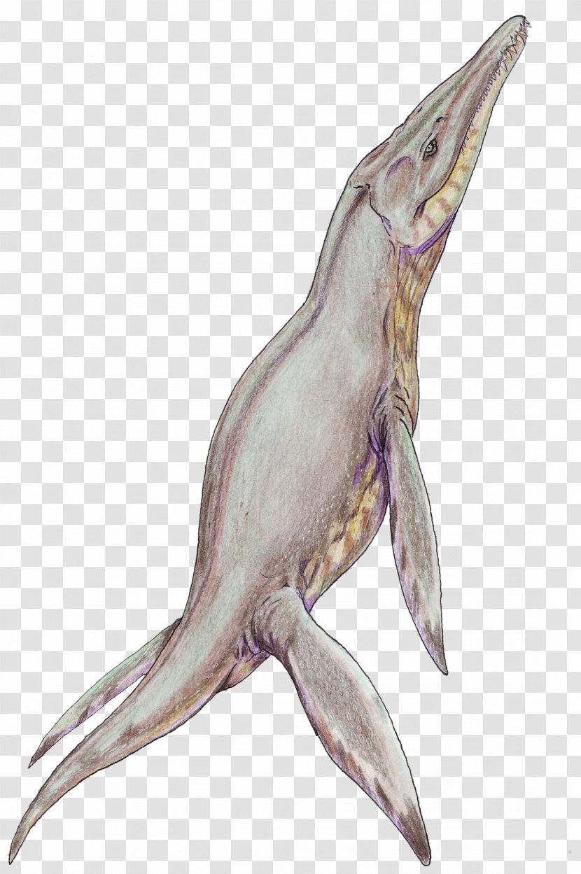 Plesiosauria Reptile Kimmeridgian Brachauchenius Pliosauridae - Smooth Side Tooth Dragon Transparent PNG