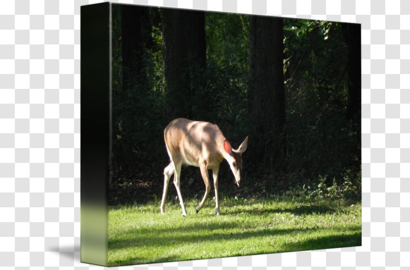 Reindeer White-tailed Deer Meadow Fauna - White Tailed Transparent PNG