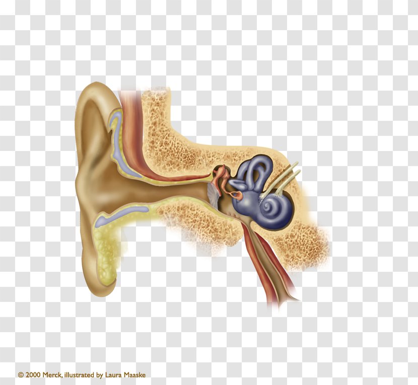 Eardrum Earwax Auricle Myringoplasty - Cartoon - Ears Transparent PNG