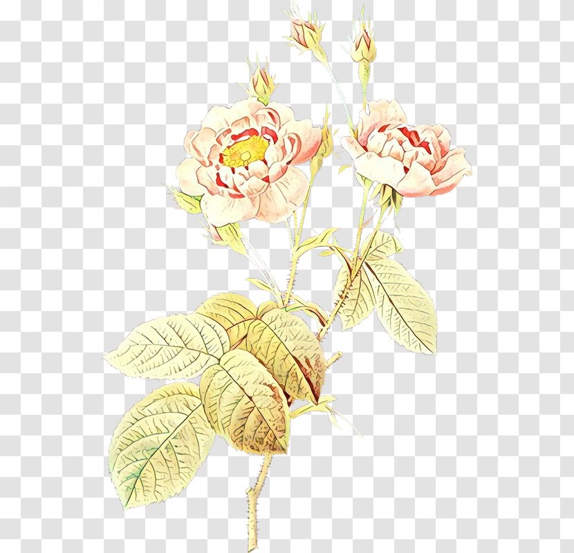 Rose - Plant - Family Pedicel Transparent PNG