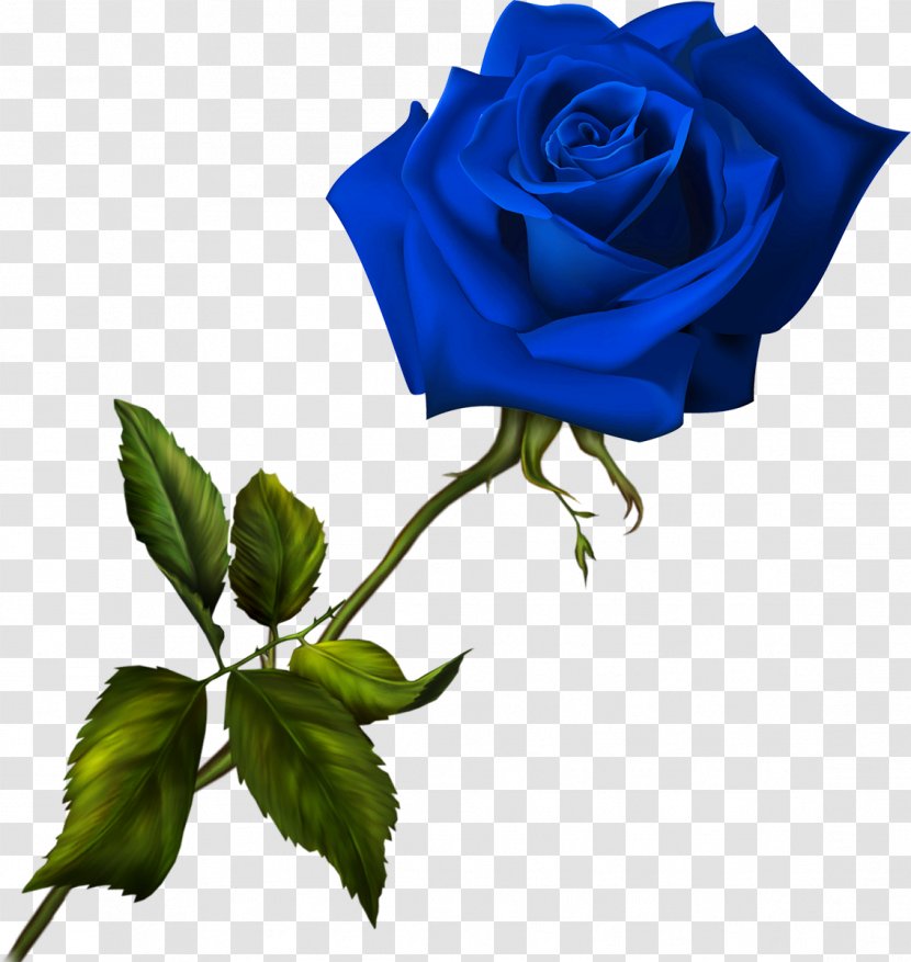 Blue Rose Flower Garden Roses - Plant Transparent PNG