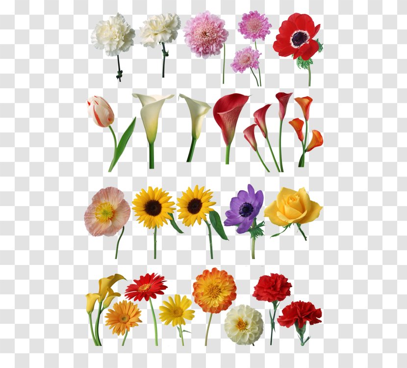 Floral Design Cut Flowers Petal - Flower - Super Transparent PNG