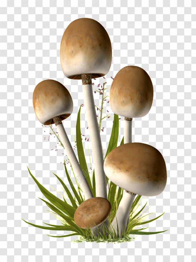 Edible Mushroom Image Parasol - Lepiota Transparent PNG