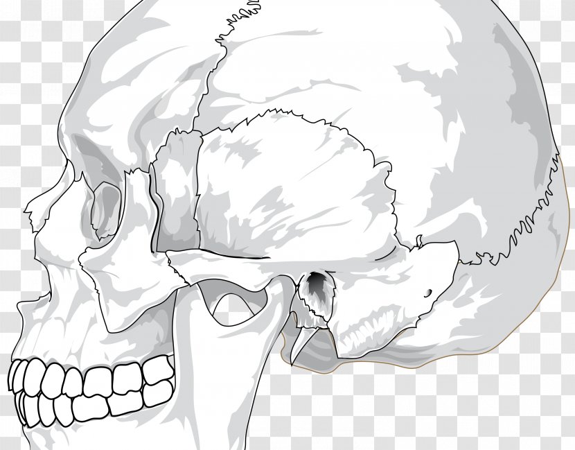 Skull Anatomy Human Body Bone Skeleton - Silhouette Transparent PNG