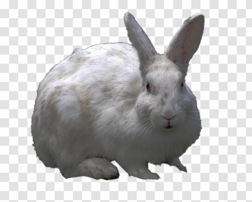 Domestic Rabbit Hare Dog - Snout - Collection Clipart Transparent PNG