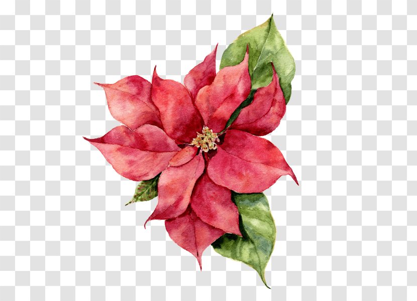 Poinsettia Watercolor Painting Stock Photography Christmas Day Illustration - Star Of Bethlehem Transparent PNG