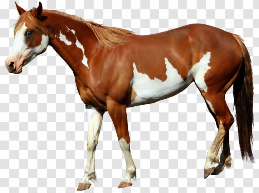 American Paint Horse Mangalarga Marchador Foal Standing - Pony Transparent PNG