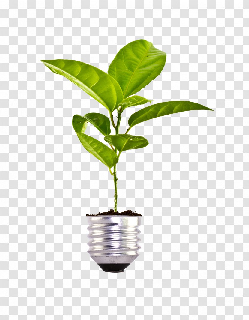 Euclidean Vector Natural Environment Icon - Environmental Protection - Bulb On The Plant Transparent PNG