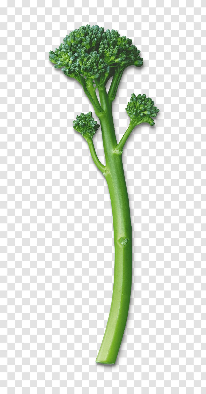Rapini Broccolini Leaf Vegetable - Broccoli Transparent PNG