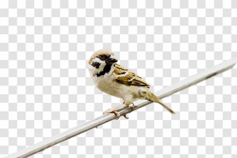 Bird Beak Sparrow Songbird Perching Bird Transparent PNG