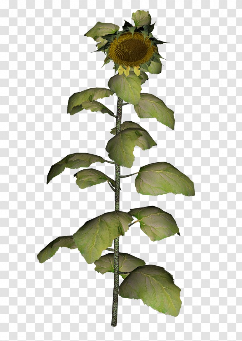 Clip Art Common Sunflower Graphics Image Cattle - Leaf - Hardal Tohumu Transparent PNG