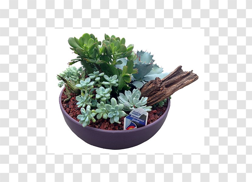 Succulent Plant Bowl Flowerpot Drought Tolerance - Greenhouse - Suculent Transparent PNG