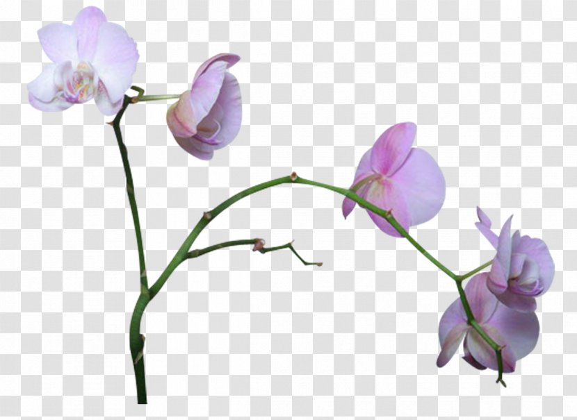 Cut Flowers Orchids Clip Art - Flora - Mimosa Transparent PNG