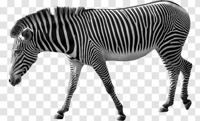 Zebra Technologies Clip Art - Black And White Transparent PNG