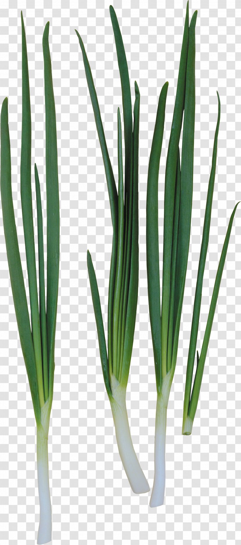 Allium Fistulosum Onion Ring Garlic - Grass Family Transparent PNG