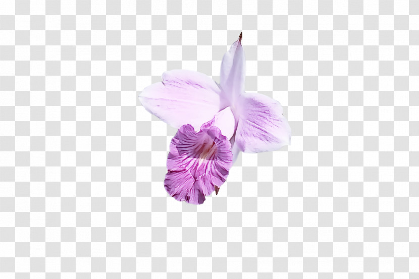 Floral Design Transparent PNG