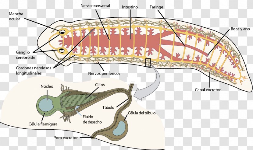 Nervous System Planarian Flatworm Excretory Millipedes - Tree - Anatomia Humana Transparent PNG