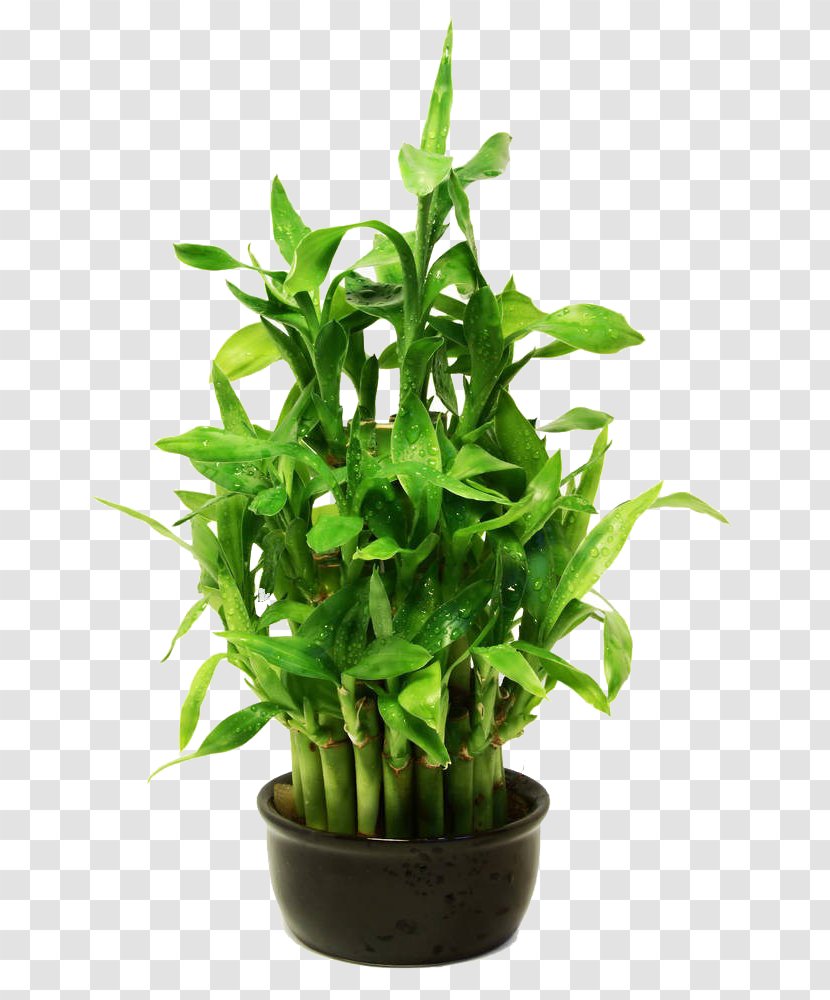 Lucky Bamboo Stock Photography Royalty-free - Potted Transparent PNG