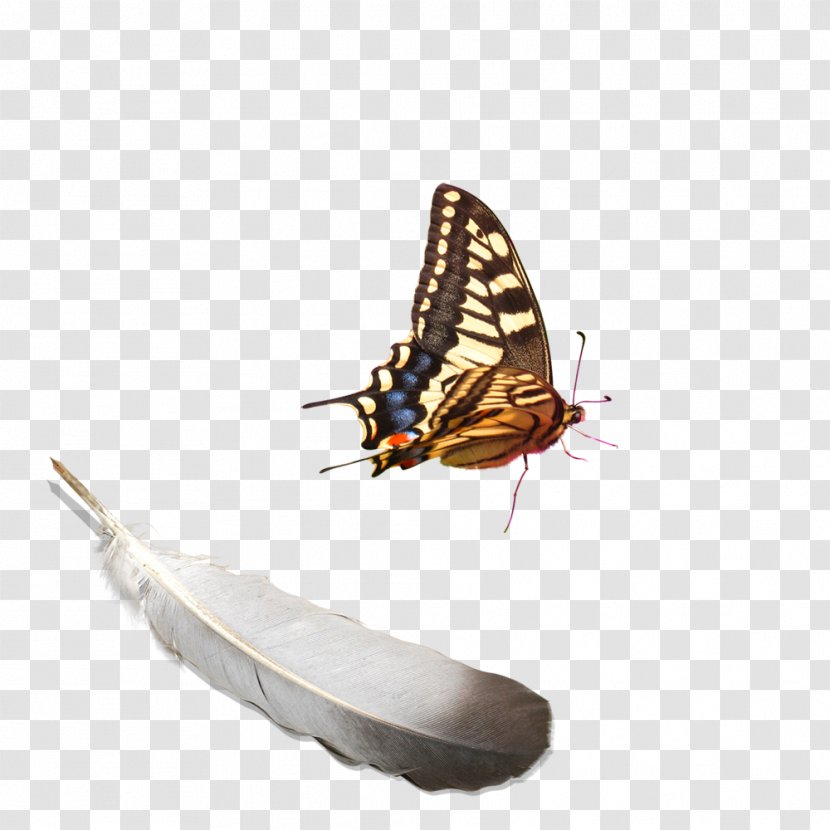 Harvard University Bates College Mount Holyoke District 1, Ho Chi Minh City Faculty Of Arts And Sciences - Butterfly Feathers Transparent PNG
