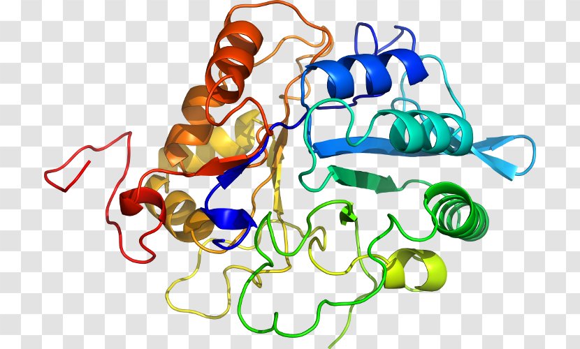 KLK6 Kallikrein Gene Protease Heat Shock Protein - Tree - Watercolor Transparent PNG