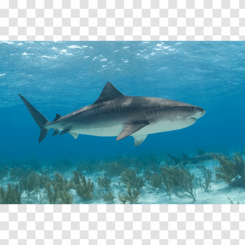 Tiger Shark Great White Canvas Print - Fish Transparent PNG