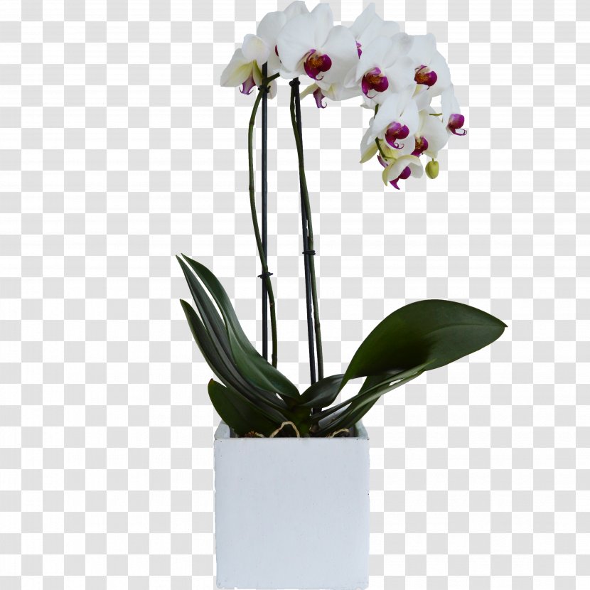 Moth Orchids Flowerpot Cattleya Cut Flowers - Seed Plant - Atelier Transparent PNG