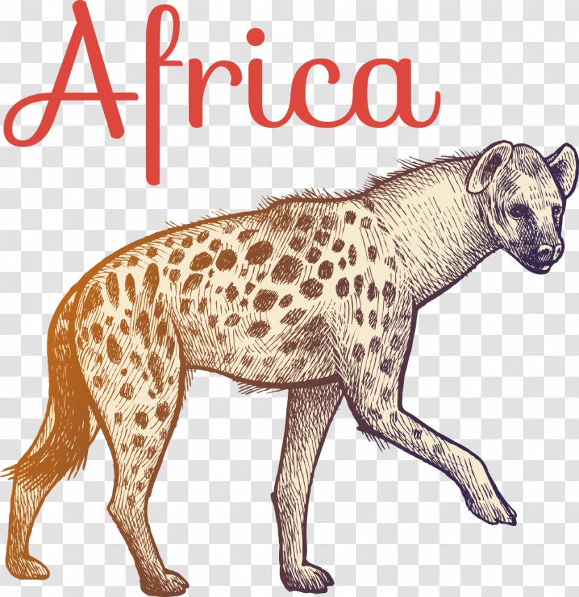 Hyena Illustration - Wildlife - Vector Cartoon Transparent PNG