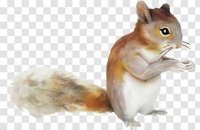 Chipmunk Squirrel PhotoScape - Snout - Ardilla Transparent PNG