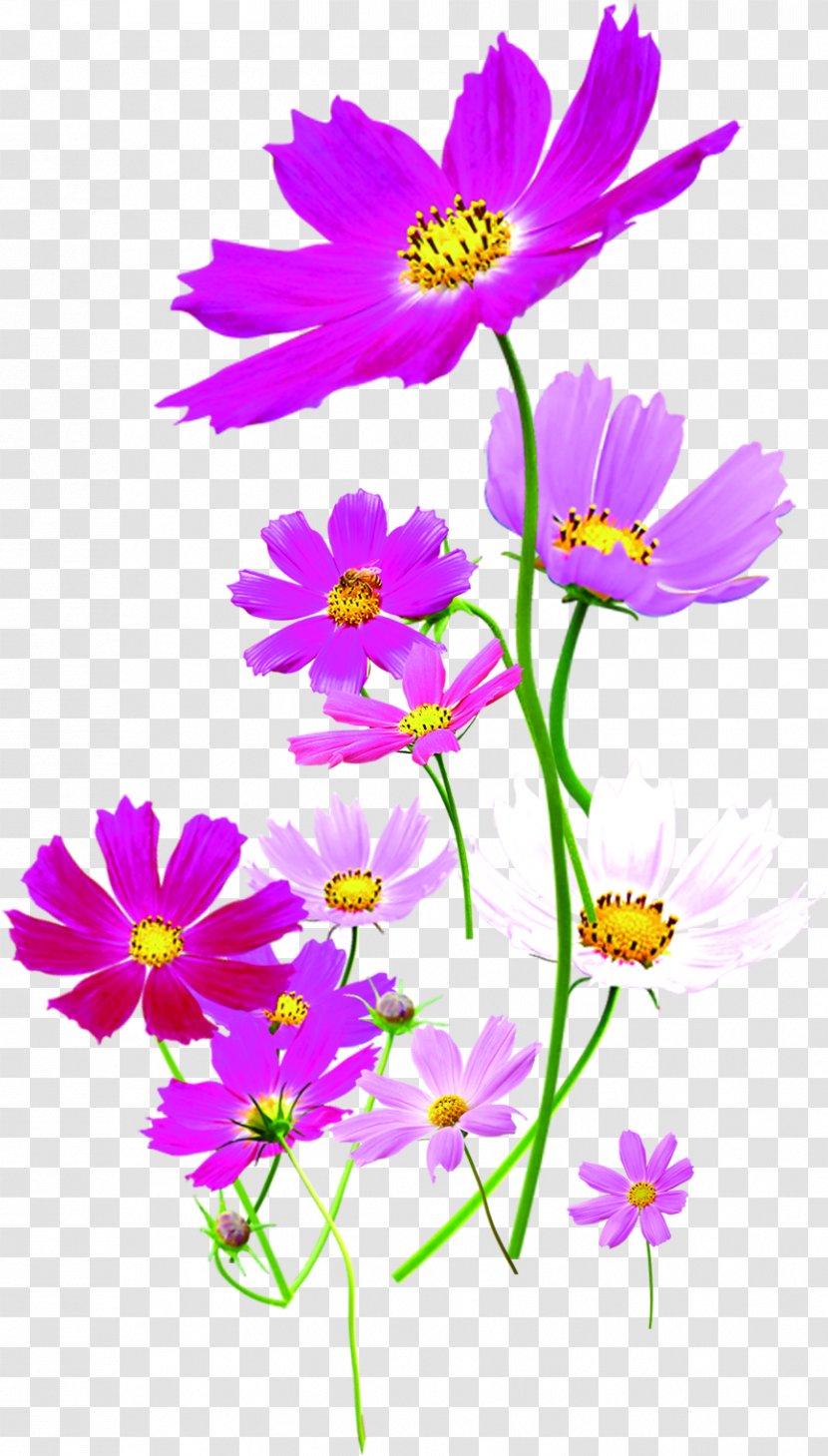 Euclidean Vector Near-sightedness - Plant Stem - Material Chinese Purple Wild Chrysanthemum Transparent PNG