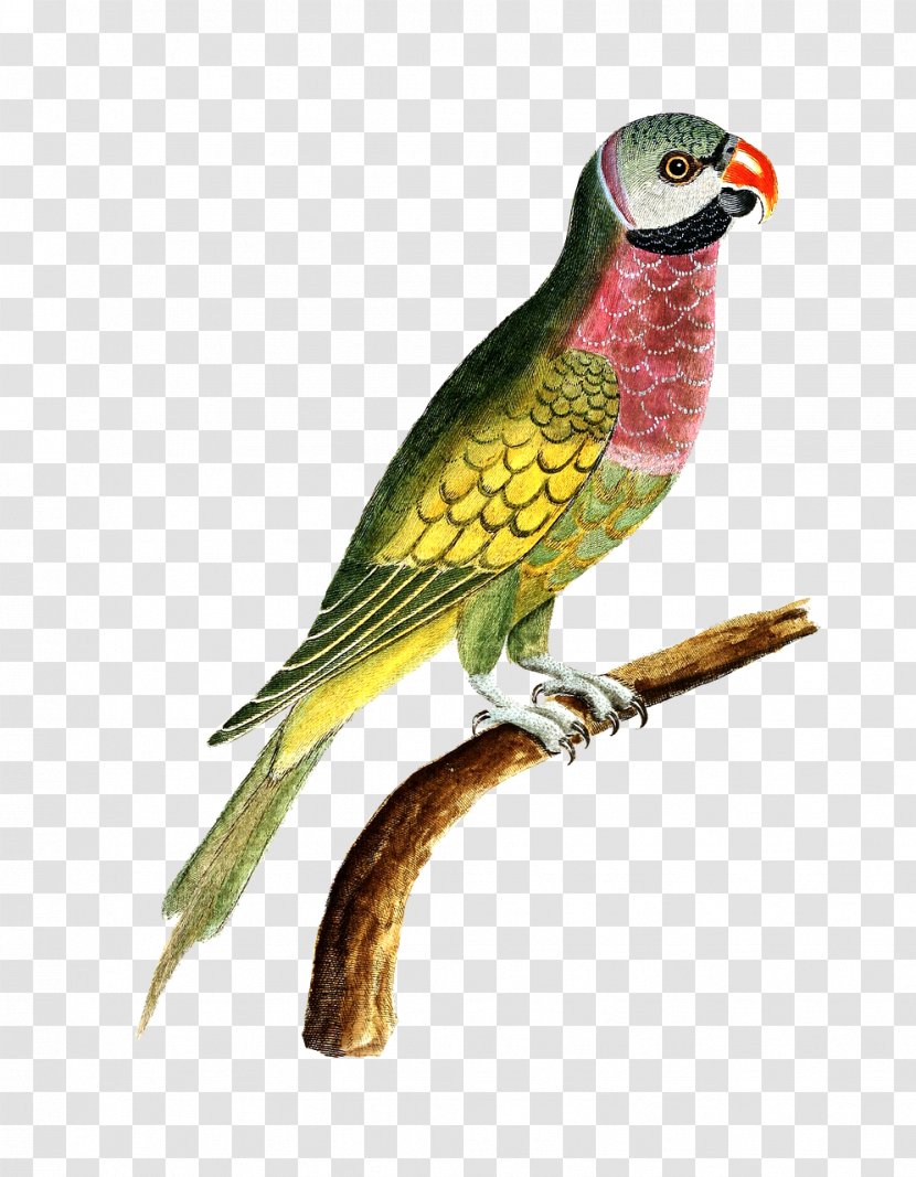 Amazon Parrot Bird Budgerigar Cockatiel Transparent PNG