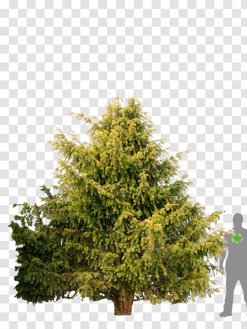 Spruce Gelbe Adlerschwingen Eibe English Yew Yellow Tree - Plant - Juniperus Foetidissima Transparent PNG