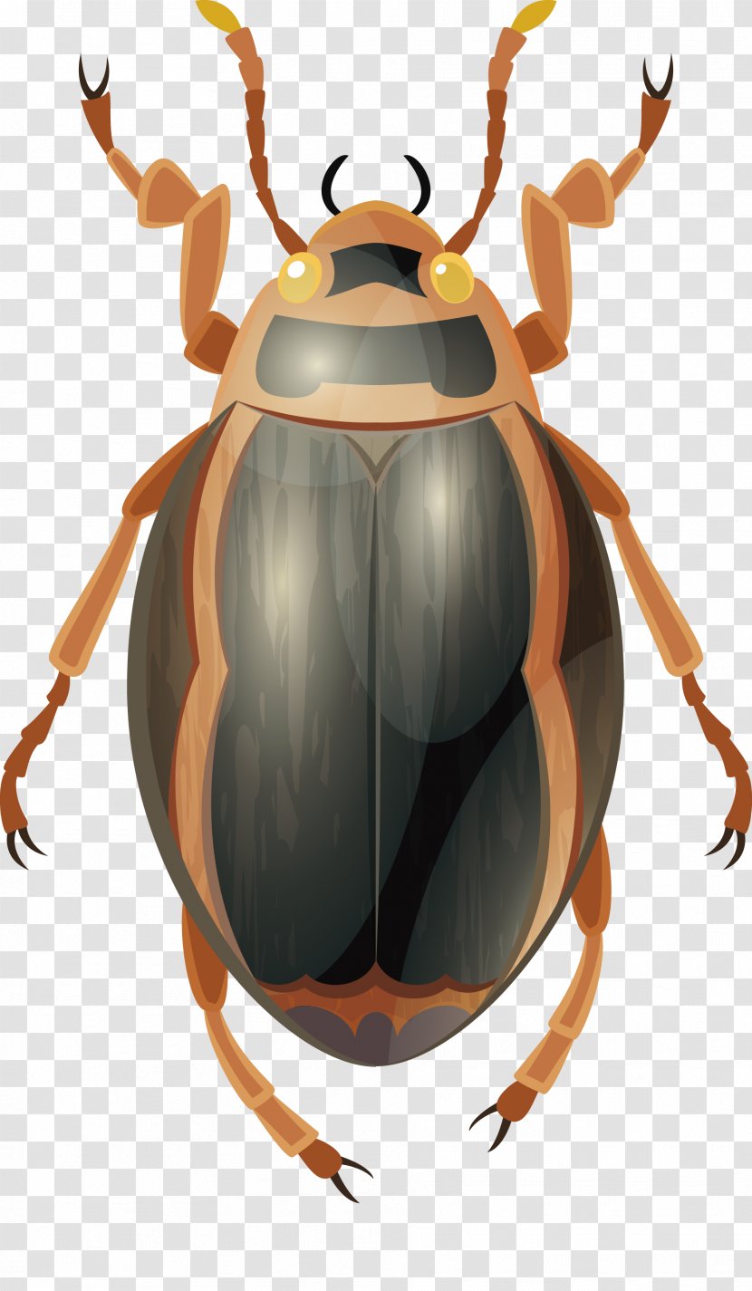 Insect Dung Beetle - Pest - Vector Transparent PNG