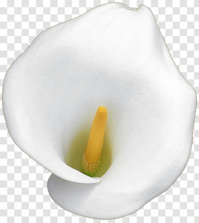 Arum-lily Flower Lilium Clip Art - Stock Photography - Callalily Transparent PNG